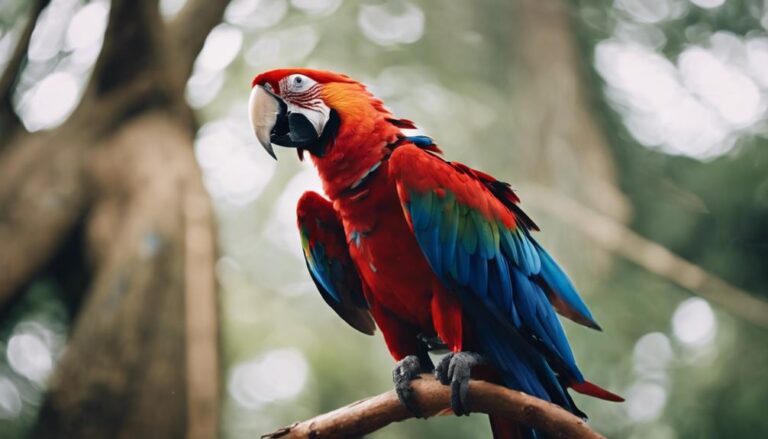 Pet Birds And Their Molting Process