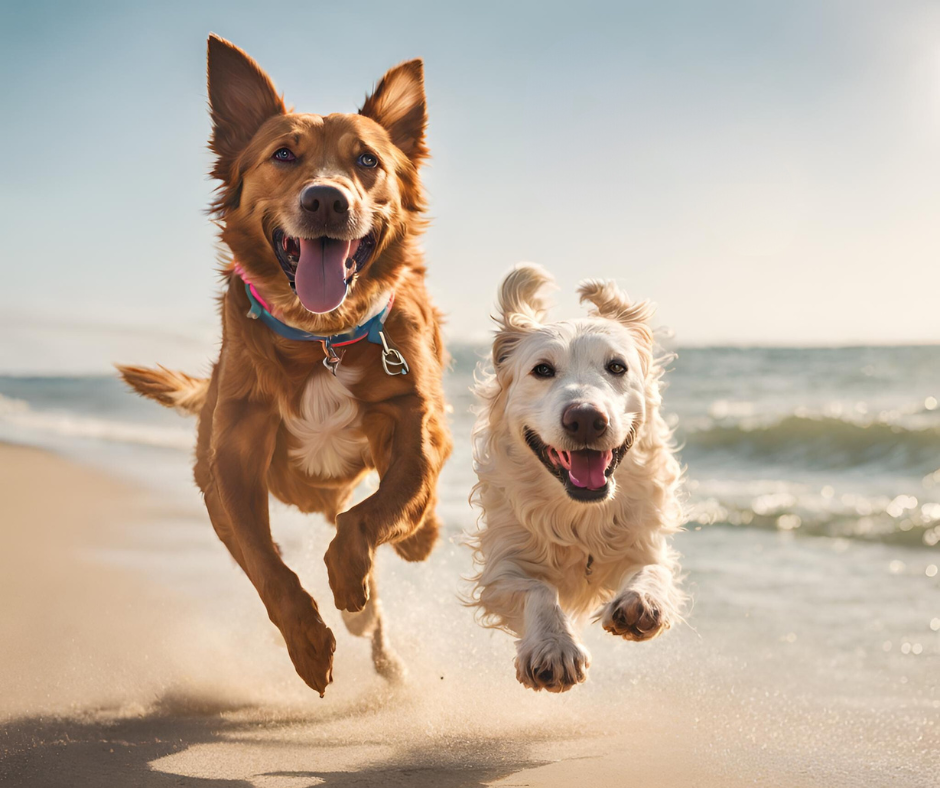 The Benefits Of Regular Exercise For Dogs And How To Make It Fun