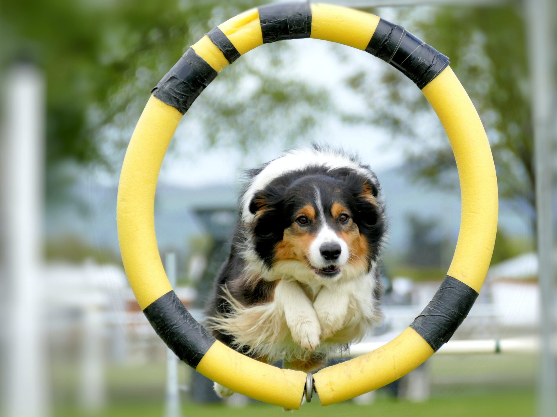 Agility Dog Training Tips