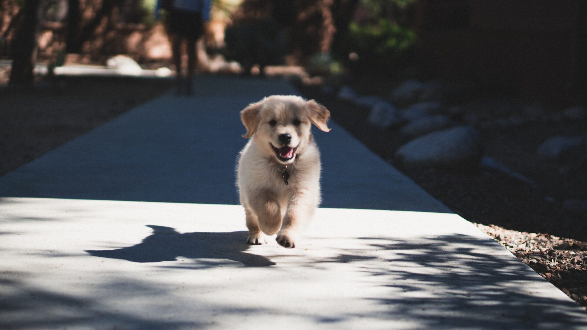 Teaching Your Dog To Be Toilet Trained