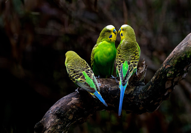 Pet Birds As Breeding Animals