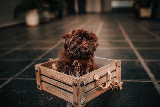 How Do I Choose The Right Size Crate For My Dog?