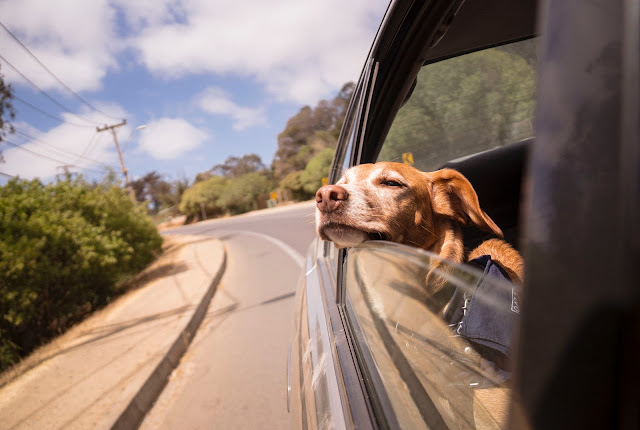 Should Your Pet Travel With You