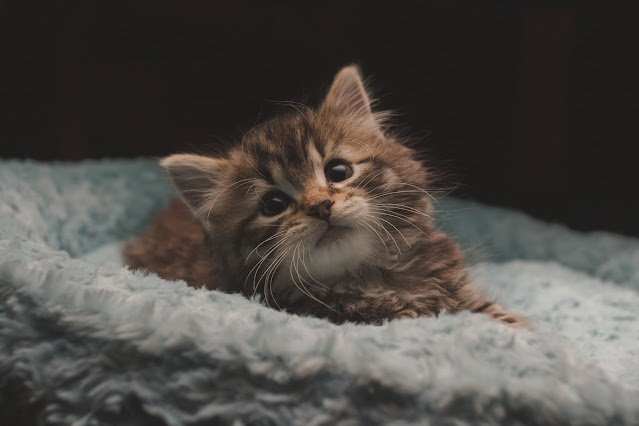 How Do I Care For A Newborn Kitten Expert Guide