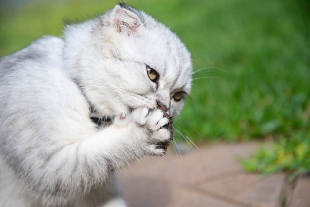 Get My Cat To Stop Scratching Me