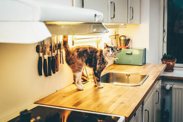 9 Quick Tips For Choosing The Best Cat Urine Cleaner