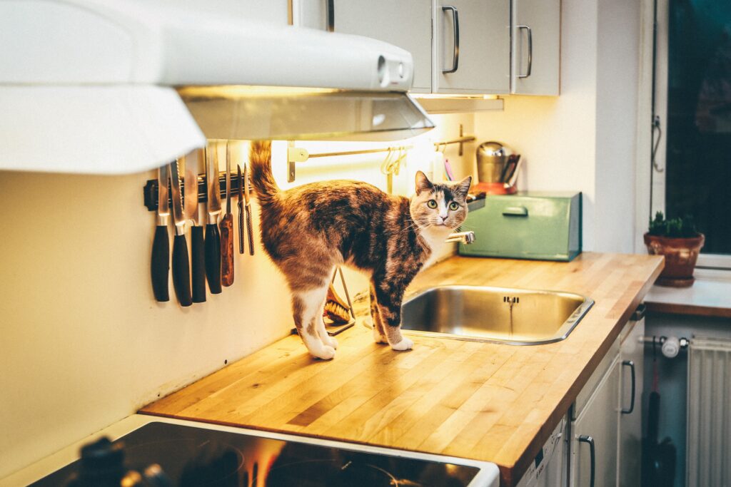 Nine Quick Tips For Choosing The Best Cat Urine Cleaner