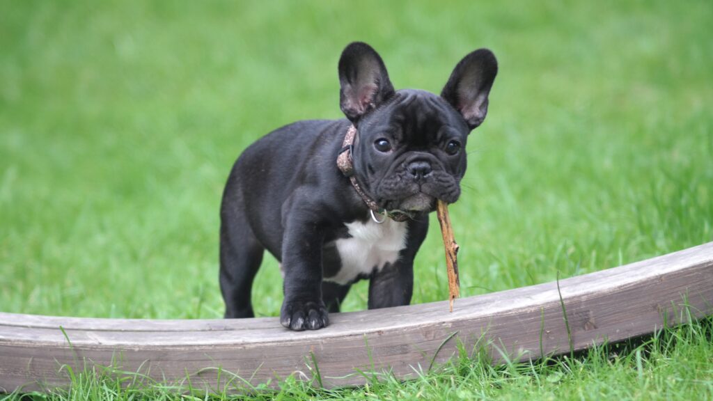 Everything You Need To Know About Dog Training Collars