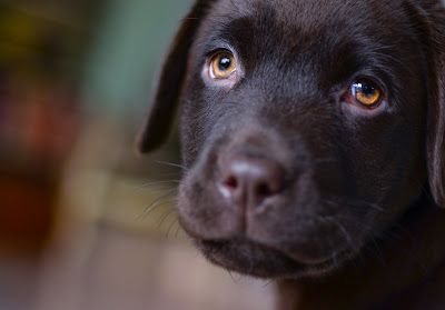 Critical Points To Keep In Mind When Training Your Puppy