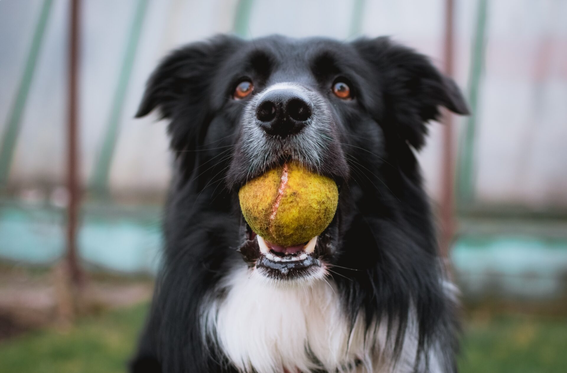 Obedience Dog Training Guide