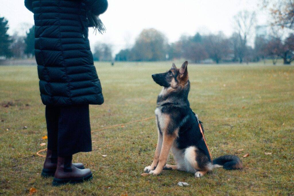 Benefits Of Clicker Training For Dogs