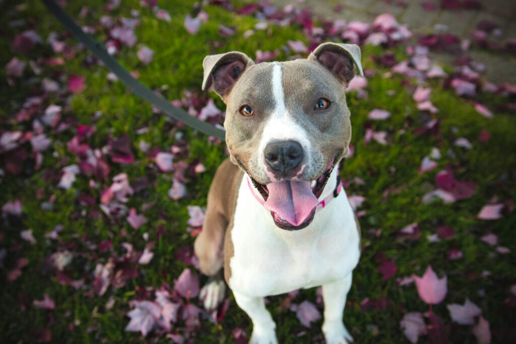 Teaching Your Dog To Walk On A Leash