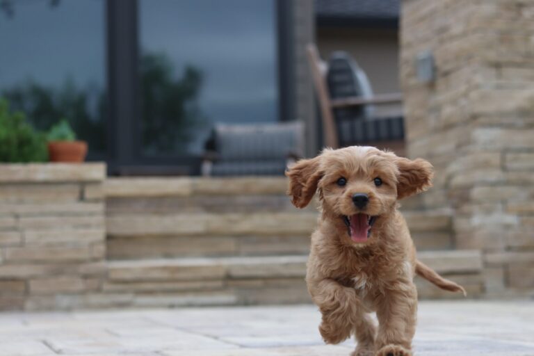 Teaching Your Dog To Come When Called Is Essential